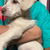 سگ پاکوتاه|سگ|دلند, |دیوار