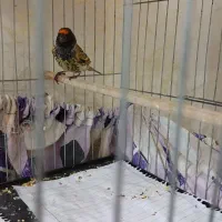 گلبسر.سهره.قناری|پرنده|تهران, جوادیه|دیوار