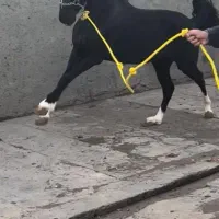 اسب کرد|اسب و تجهیزات اسب‌سواری|تهران, فرودگاه مهرآباد|دیوار