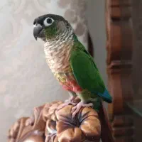 گرینچیک دستی