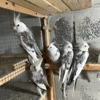 طوطی عروس|پرنده|نوشهر, |دیوار