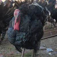 بوقلمون برنز