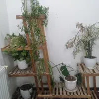 استند چوبی و گلدان گل طبیعی