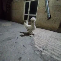 ۲عدد خروس سلطان ۶ماهه