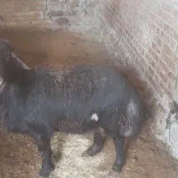 گوسفند نر گوشتی