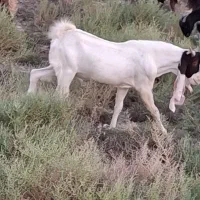 نر بز|حیوانات مزرعه|بندر گناوه, |دیوار