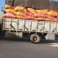 کاه گندم