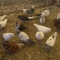 تعدادی کبوتر پرشی تهرانی و پاکستانی|پرنده|رودهن, |دیوار