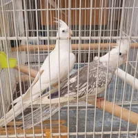 عروس آلبینو