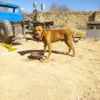 واگذاری سگ نر پیتبول|سگ|شیراز, گویم|دیوار