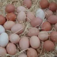 تخم مرغ محلی