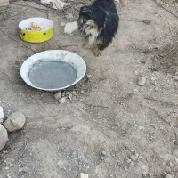 سگ از نژاد شیتزو