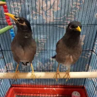 دوعددمرغ مینا یکسال ونیمه