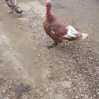 فروش بوقلمون|حیوانات مزرعه|رامسر, |دیوار