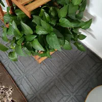 گل زیبا|گل و گیاه طبیعی|طرقبه, |دیوار