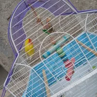 طوطی برزیلی