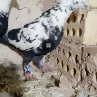 سینه مشهدی بزک