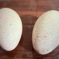 تخم بوقلمون تازه