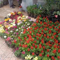 خدمات باغبانی در سراسر تهران گل باغچه و آپارتمانی|خدمات باغبانی و درختکاری|تهران, فاطمی|دیوار
