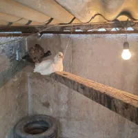 تخم مرغ نطفه دار|حیوانات مزرعه|قرچک, صالح آباد|دیوار