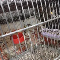 جوجه سهره سال دشتکی|پرنده|شیراز, کوشک میدان|دیوار