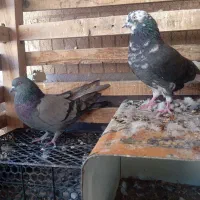 کبوتر کاشونی پرشی«معاوضه با دورگ یا جوجه پلاکی»|پرنده|شاهین‌شهر, گرگاب|دیوار