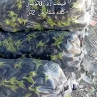 بادمجان9.فلفل15 خیار 21هشت خط30ماهی|عمده‌فروشی|بندرعباس, |دیوار