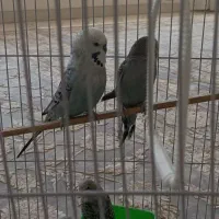 سلام. چهار عدد مرغ عشق