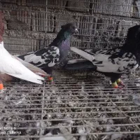 کفترطوق آجری سرکی طوقی شازده سینه سیاه سینه مخمل|پرنده|شیراز, جمال آباد|دیوار