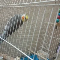 عروس هلندی جفت مولد
