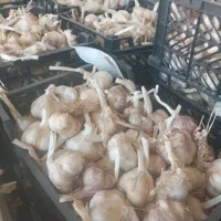 ۱۵۰۰کیلوسیر درجه یک ،تویسرکان شهرفرسفج