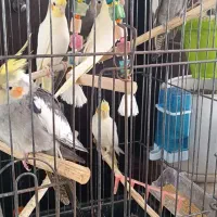 عروس هلندی|پرنده|کردکوی, |دیوار