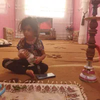 دو عدد گلیم فرش در حد|فرش|سیسخت, |دیوار