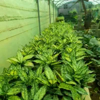 فروش  عمده انواع گل های آپارتمانی