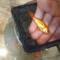 ۴ عدد ماهی به همراه تنگ و غذا و شن