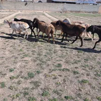 میش چینی|حیوانات مزرعه|مرودشت, تخت جمشید|دیوار