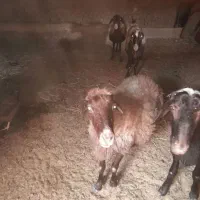 میش فروشی