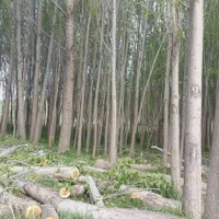 خریداردرخت قلمه میوه سود وچوب خشک|خدمات باغبانی و درختکاری|اردبیل, |دیوار