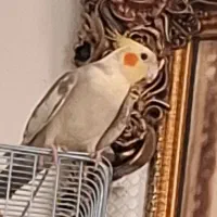 عروس هلندی لوتیو