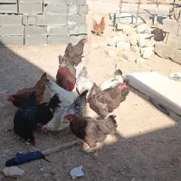 مرغ فروشی