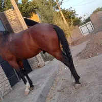 اسب یورقه