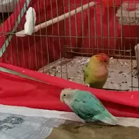 یه جفت طوطی برزیلی  همراه با قفس