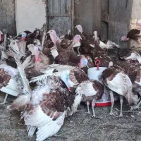 فروش. بوقلمون|حیوانات مزرعه|یزد, |دیوار