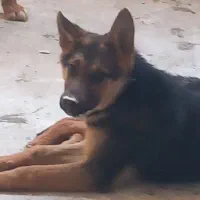 ژرمن نر ۵ ماهه بلک فیس