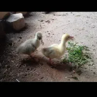 تخم غاز دورگه