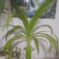 گل برگ ذرتی