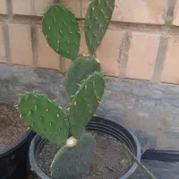 گلها والوراهای پرورش خانگی|گل و گیاه طبیعی|قم, شهرک مهدیه|دیوار