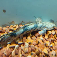 پولی اندیچری