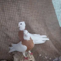 کبوتر نروماده طوقی