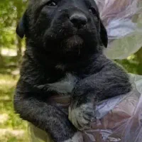 توله *سگ سرابی*اصیل